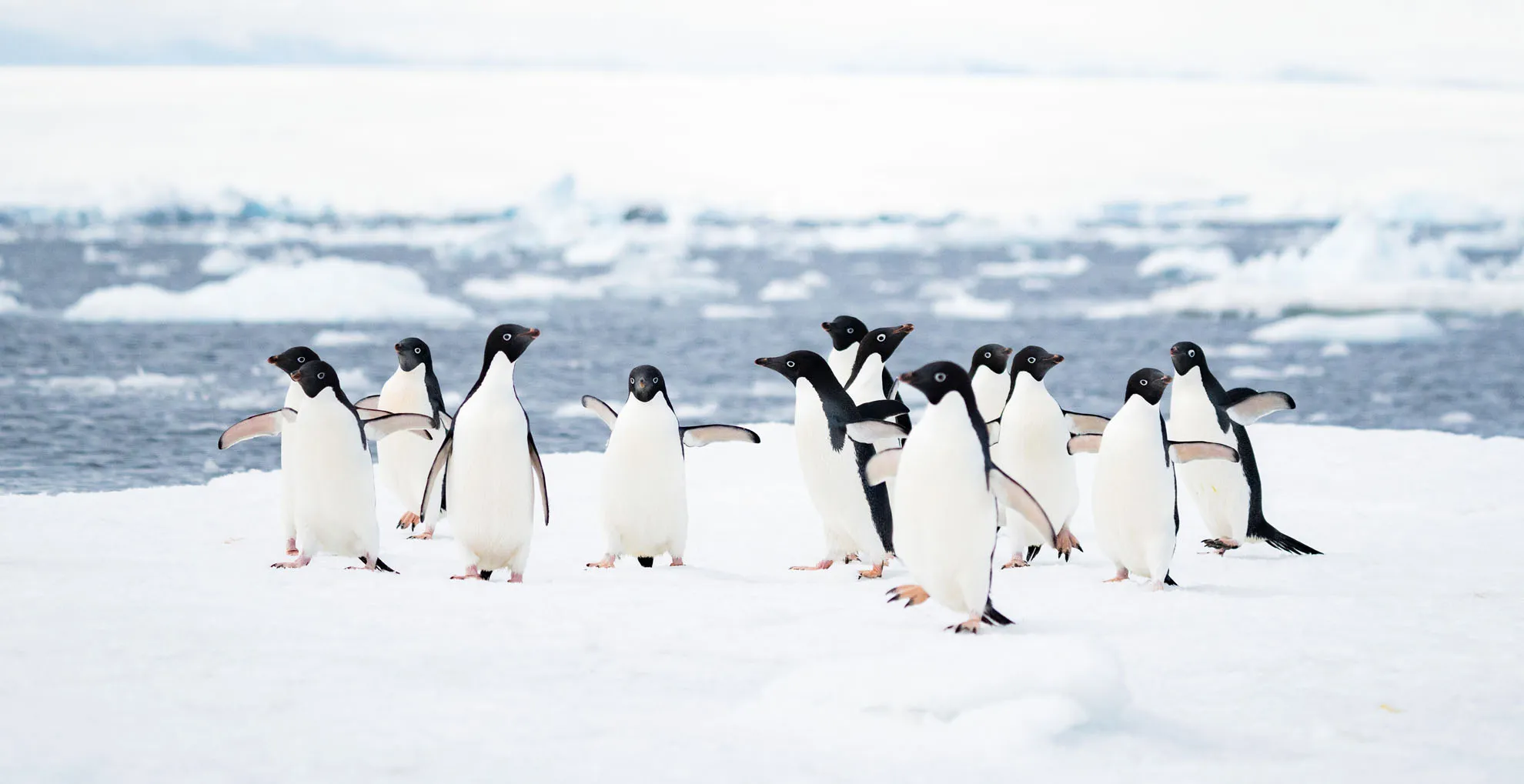 South Georgia & Antarctica Air-Cruise | South Georgia Cruise